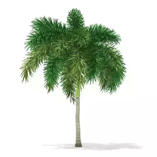 Foxtail Palm Tree 3D Model 6m