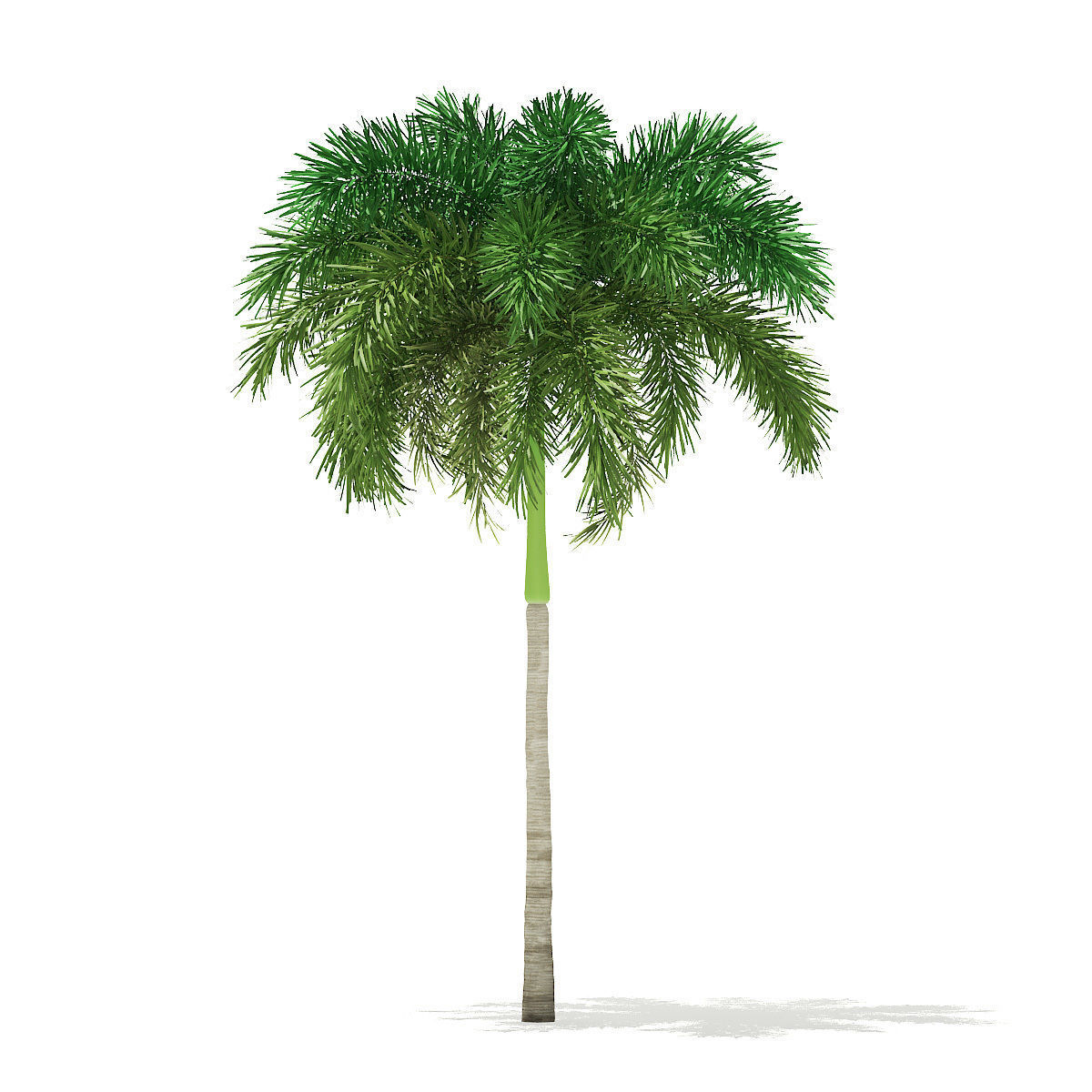 Foxtail Palm Tree 3D Model 7m 3D model_6