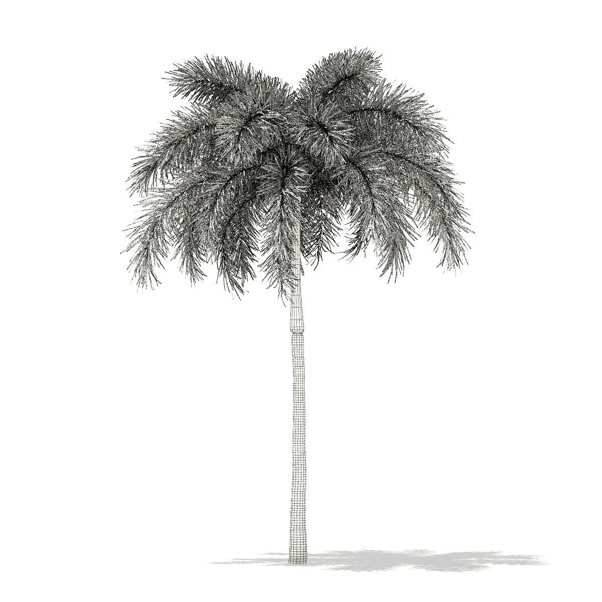 Foxtail Palm Tree 3D Model 7m 3D model_3