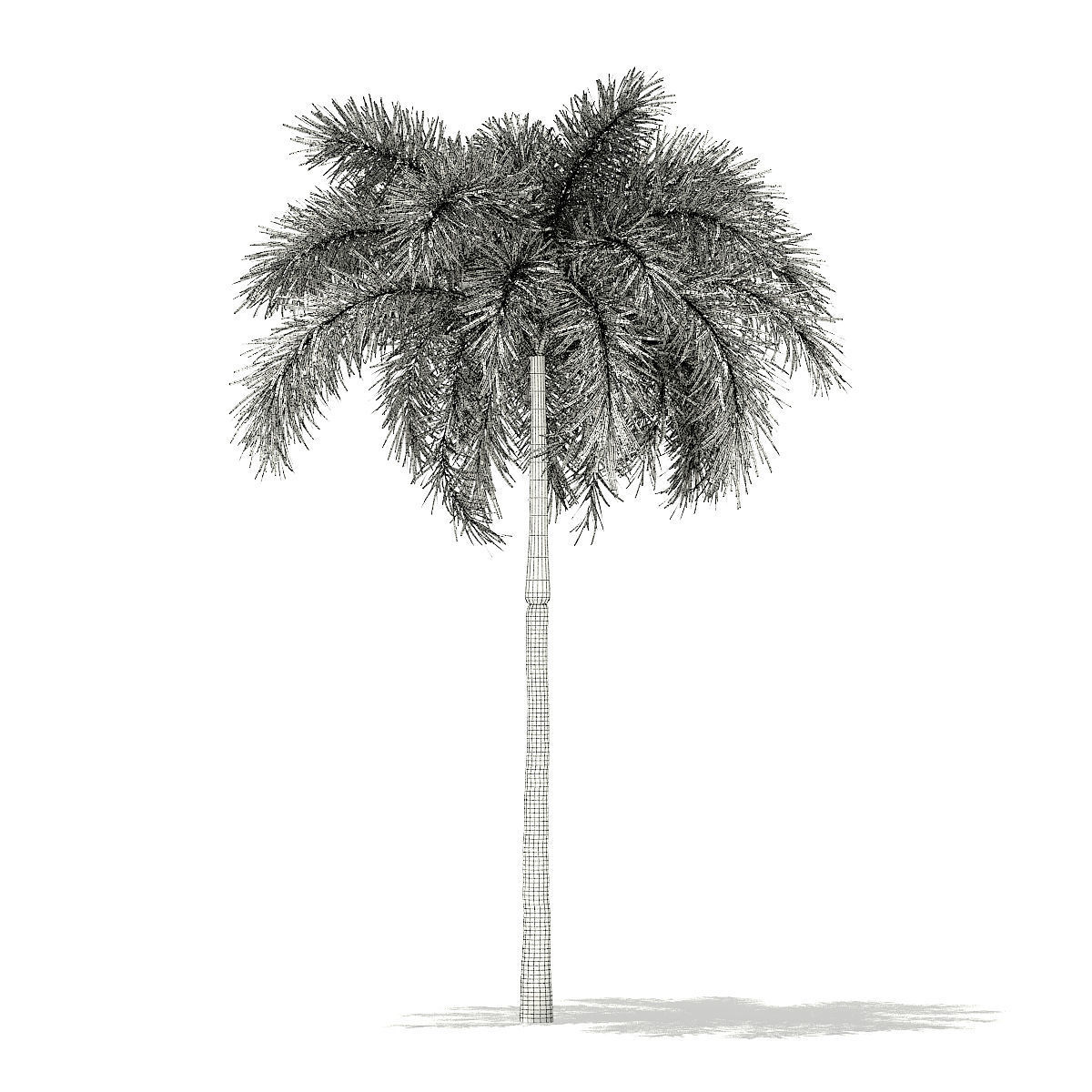 Foxtail Palm Tree 3D Model 7m 3D model_5