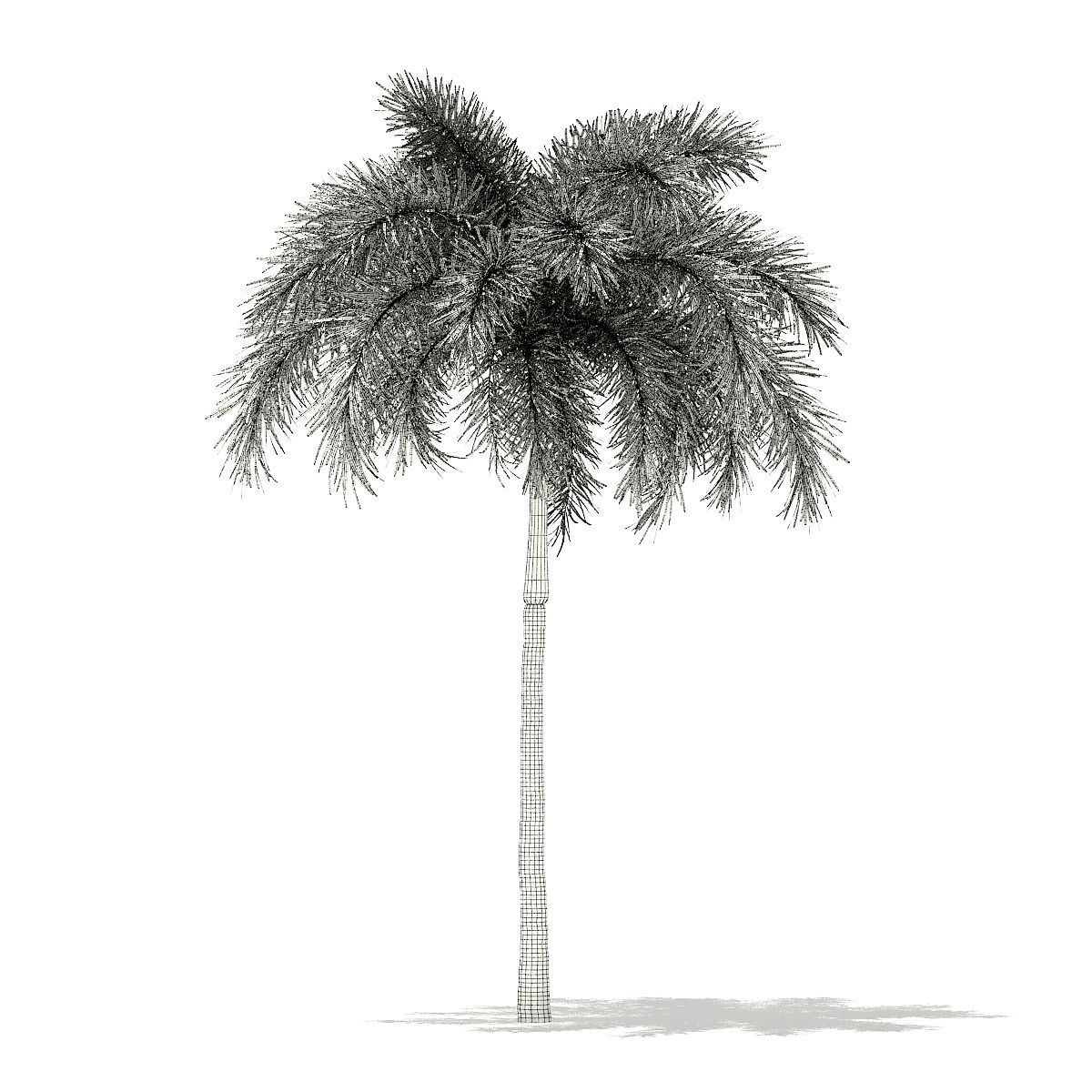 Foxtail Palm Tree 3D Model 7m 3D model_7