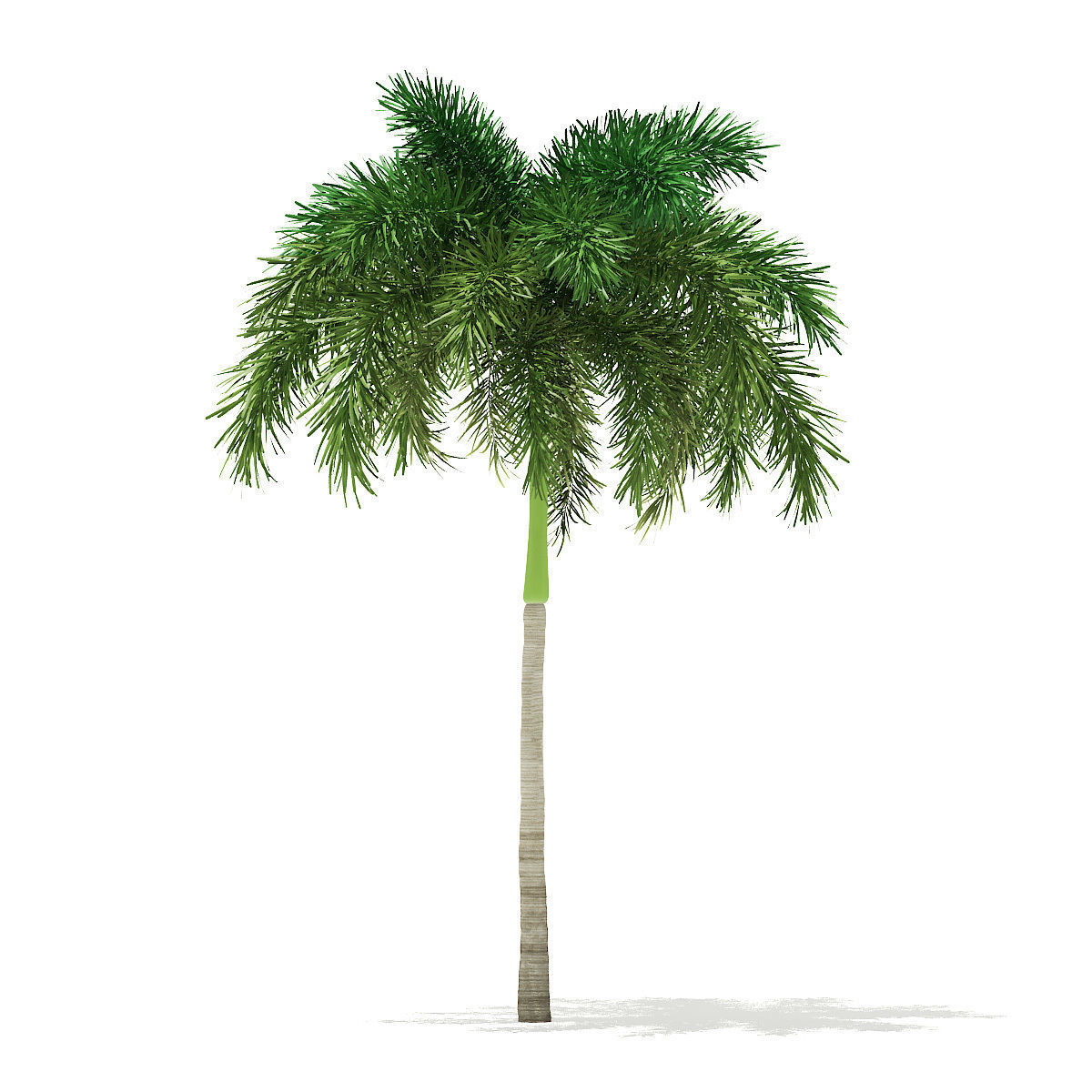 Foxtail Palm Tree 3D Model 7m 3D model_4