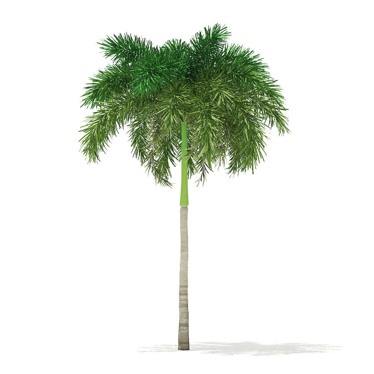 Foxtail Palm Tree 3D Model 7m 3D model_2