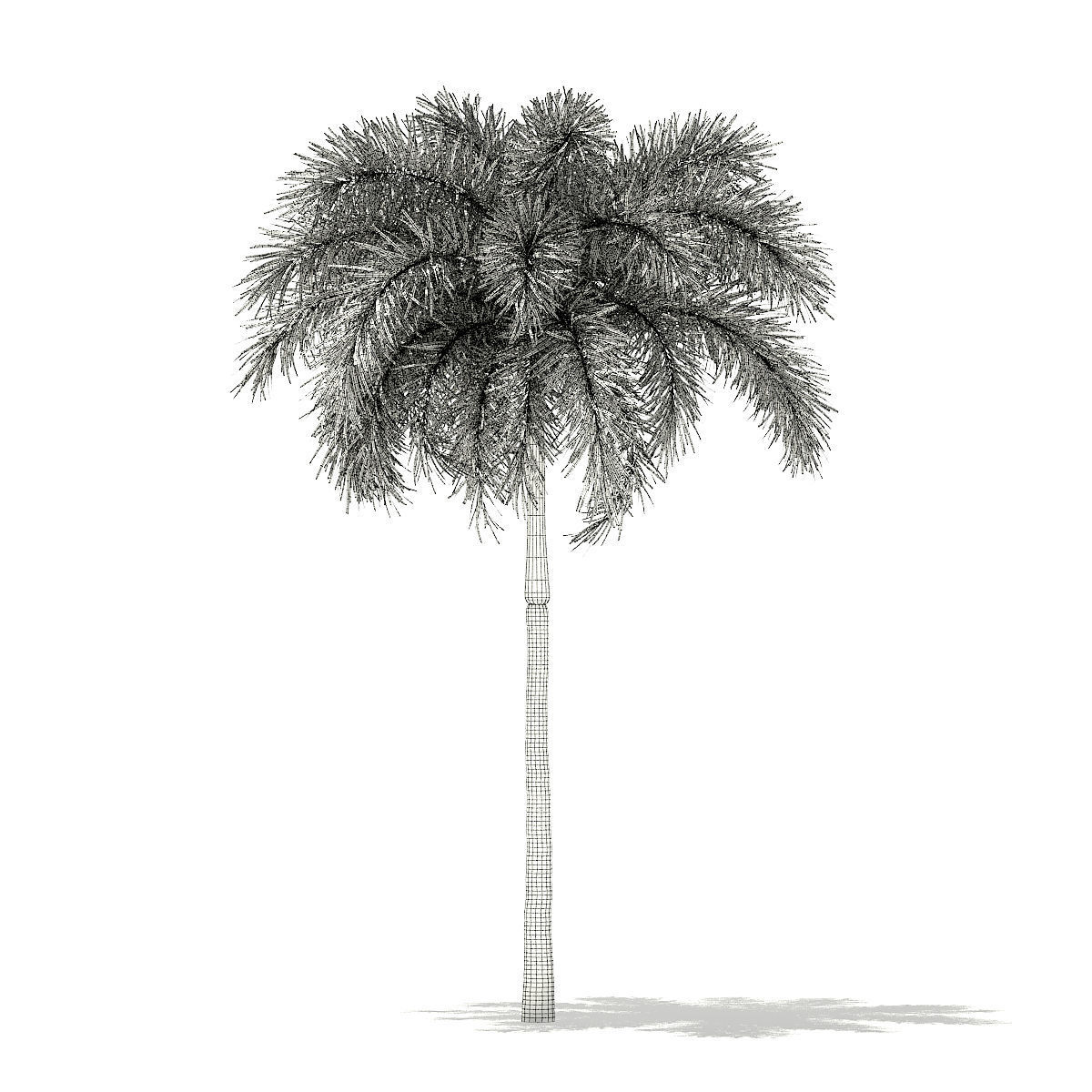 Foxtail Palm Tree 3D Model 7m 3D model_1
