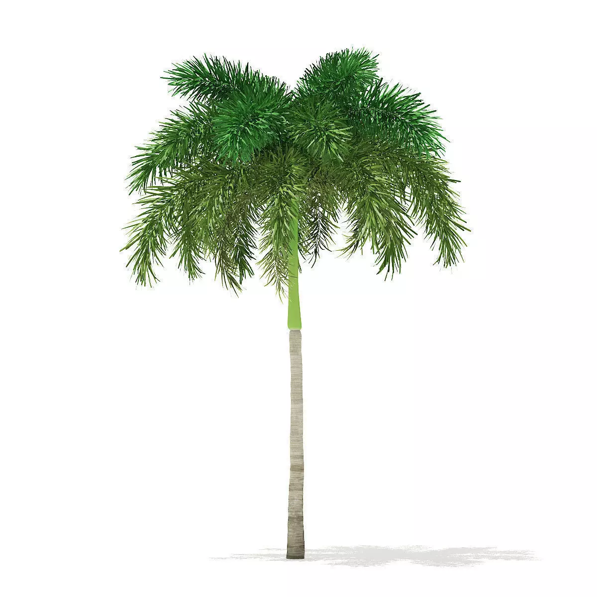 Foxtail Palm Tree 3D Model 7m 3D model_0