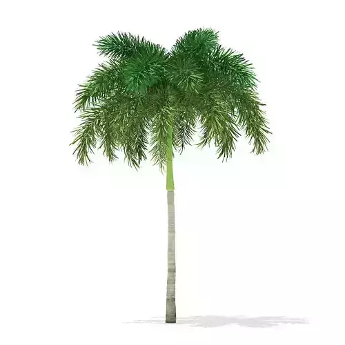 Foxtail Palm Tree 3D Model 7m