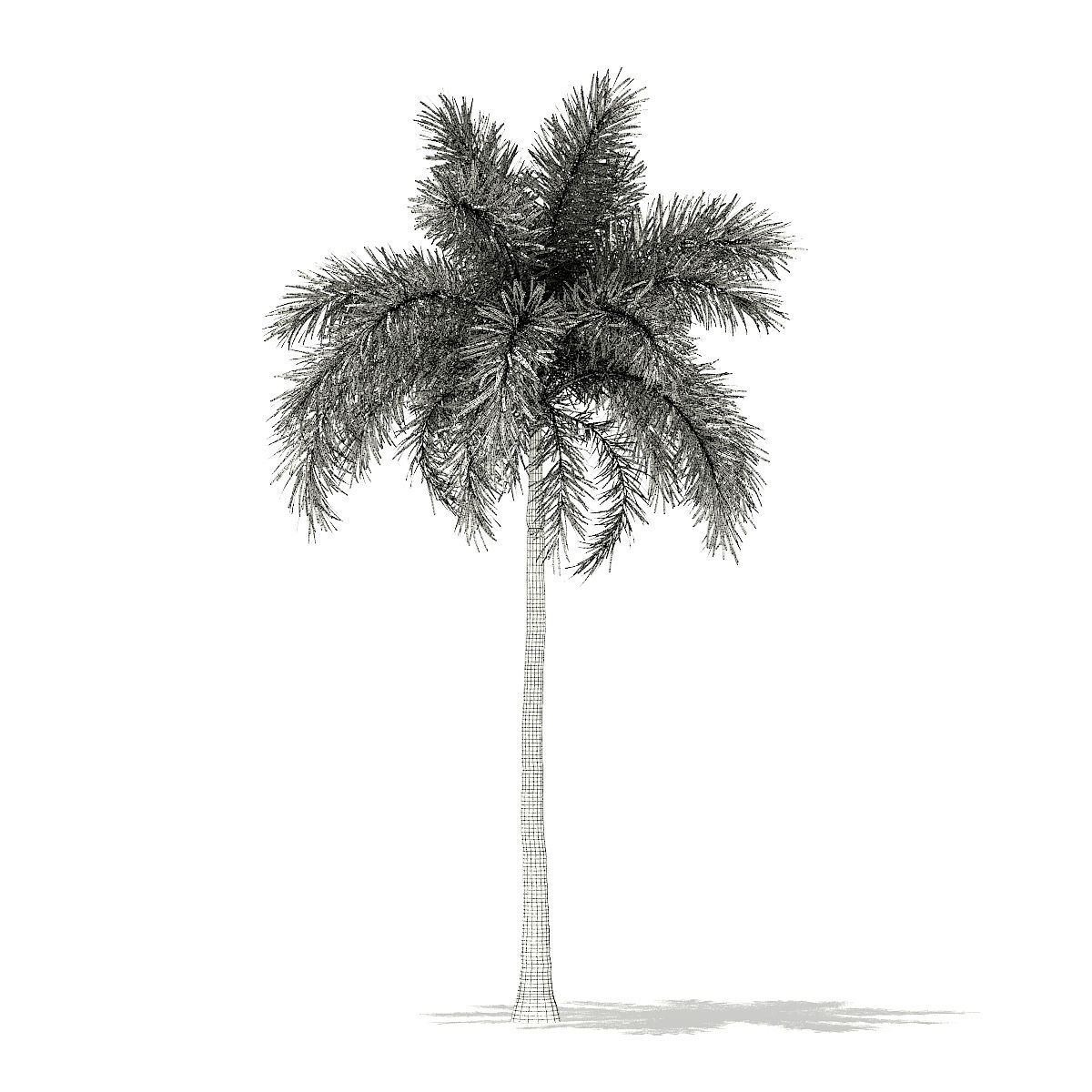 Foxtail Palm Tree 3D Model 10m 3D model_7