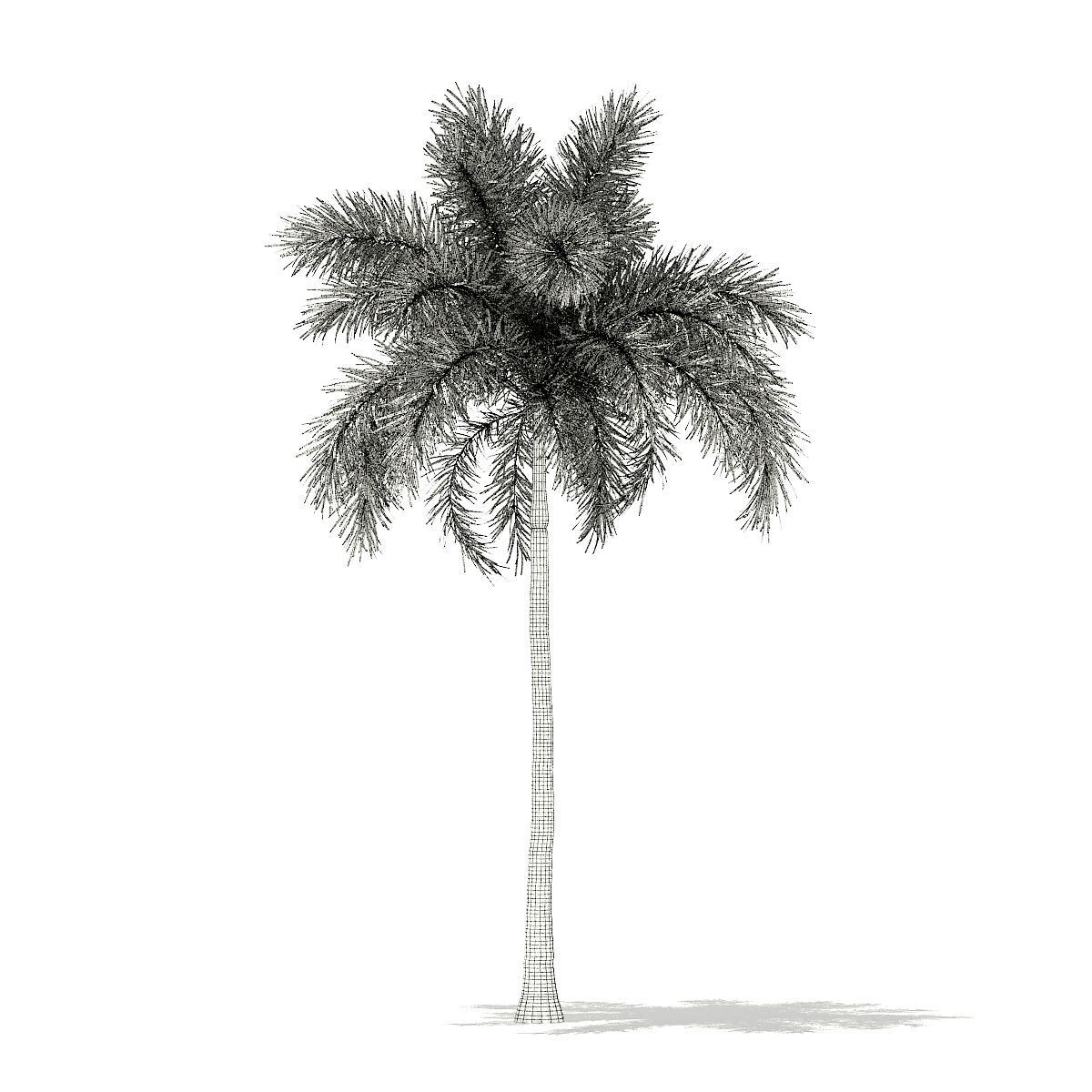 Foxtail Palm Tree 3D Model 10m 3D model_3