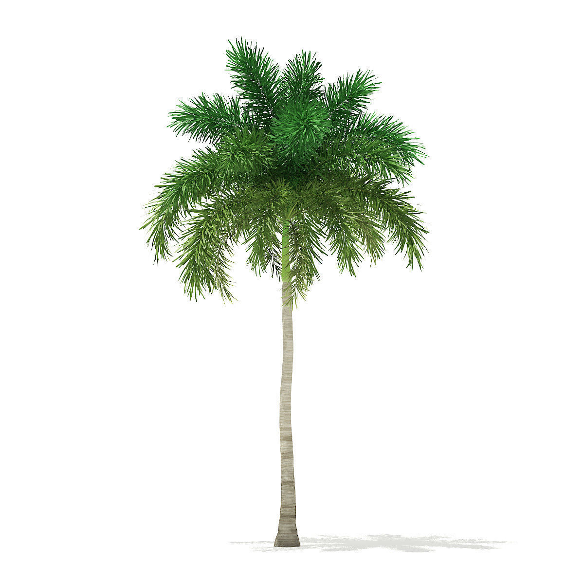 Foxtail Palm Tree 3D Model 10m 3D model_6