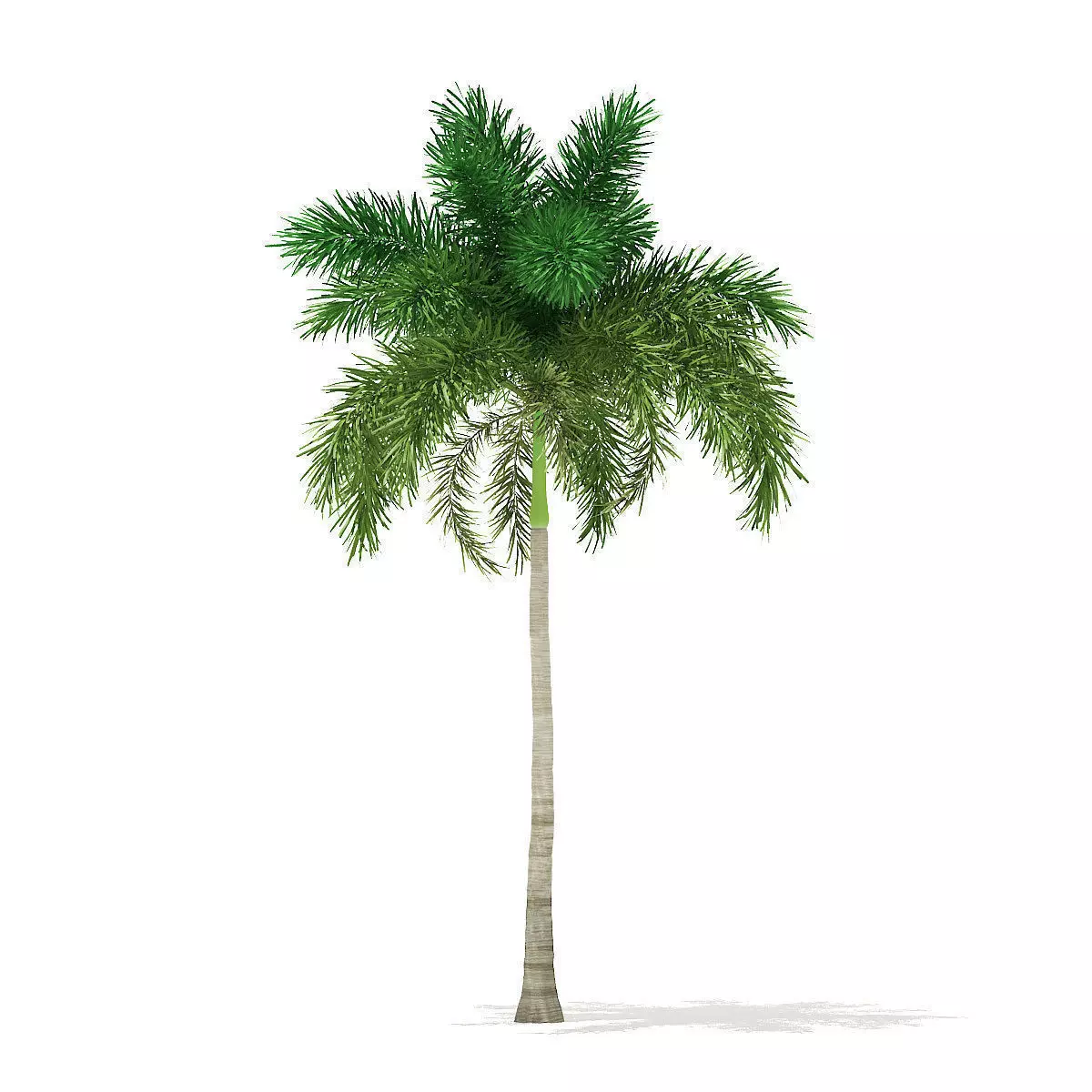 Foxtail Palm Tree 3D Model 10m 3D model_0