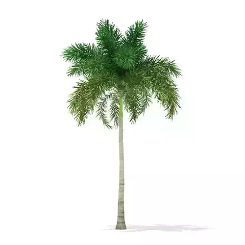 Foxtail Palm Tree 3D Model 10m