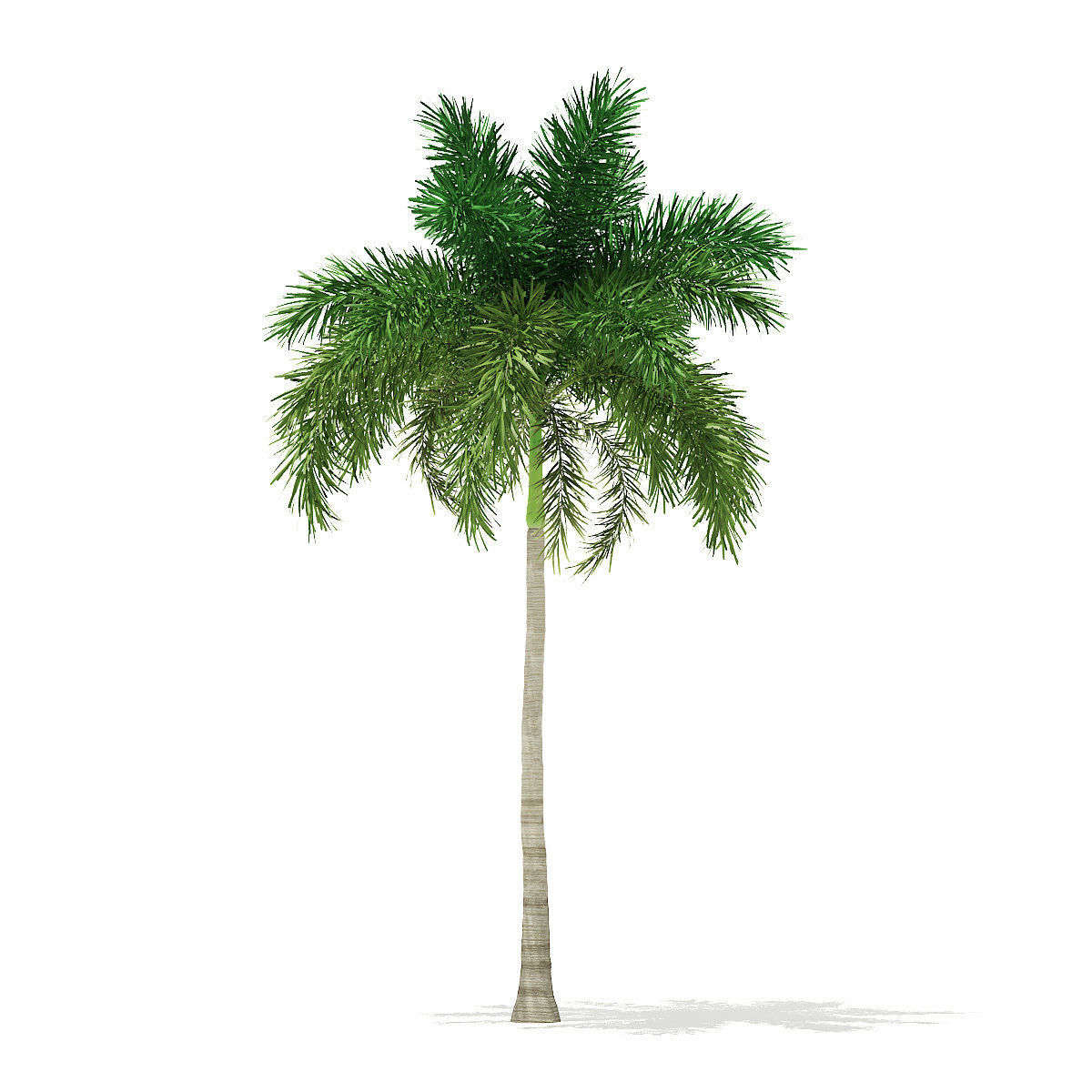 Foxtail Palm Tree 3D Model 10m 3D model_4