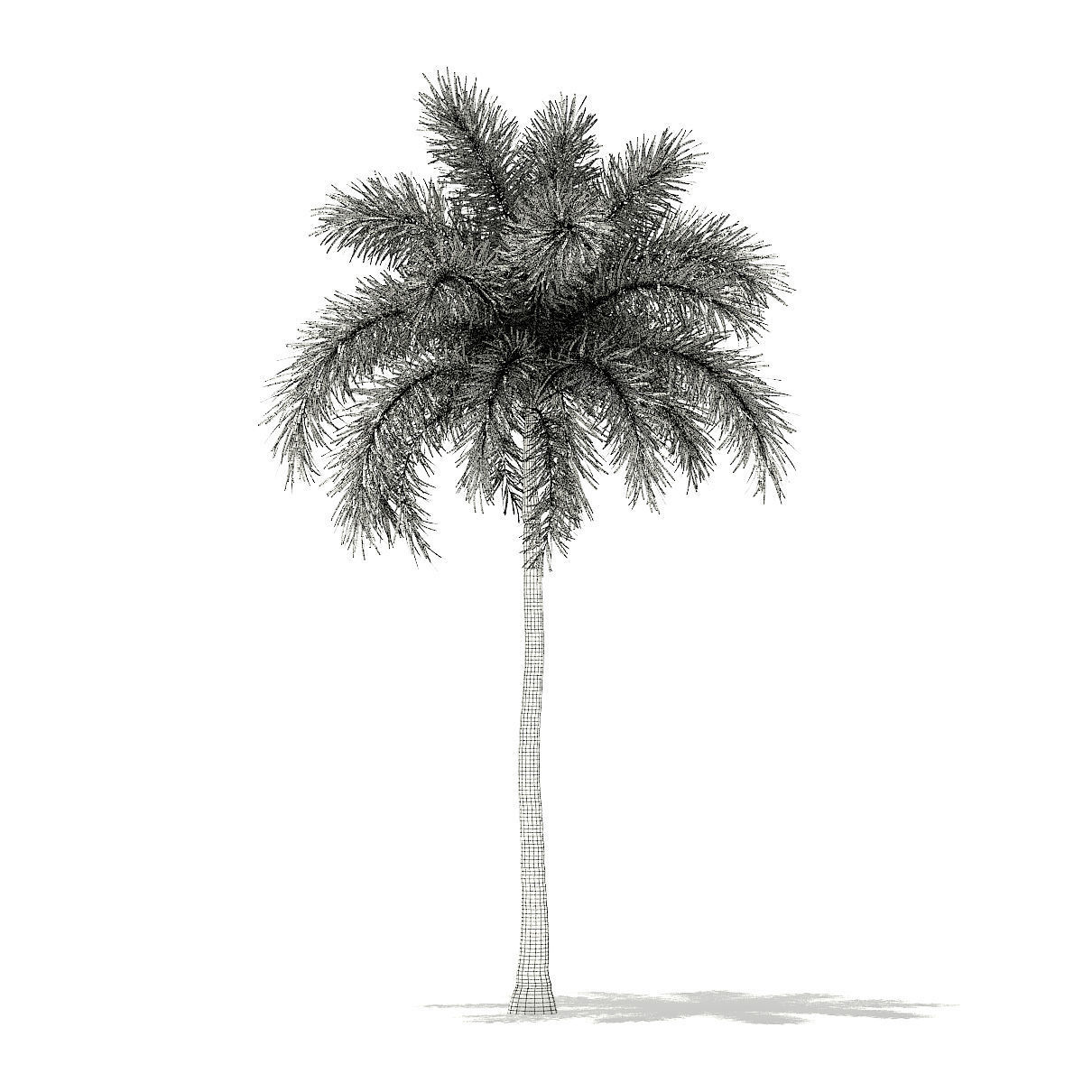 Foxtail Palm Tree 3D Model 10m 3D model_1