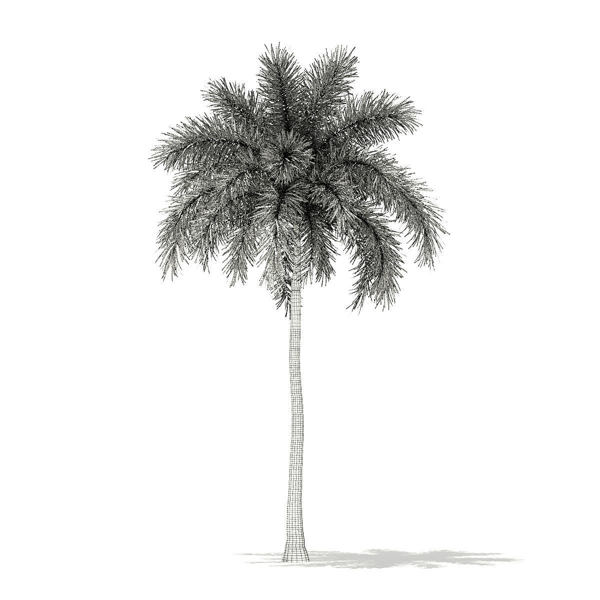 Foxtail Palm Tree 3D Model 10m 3D model_5