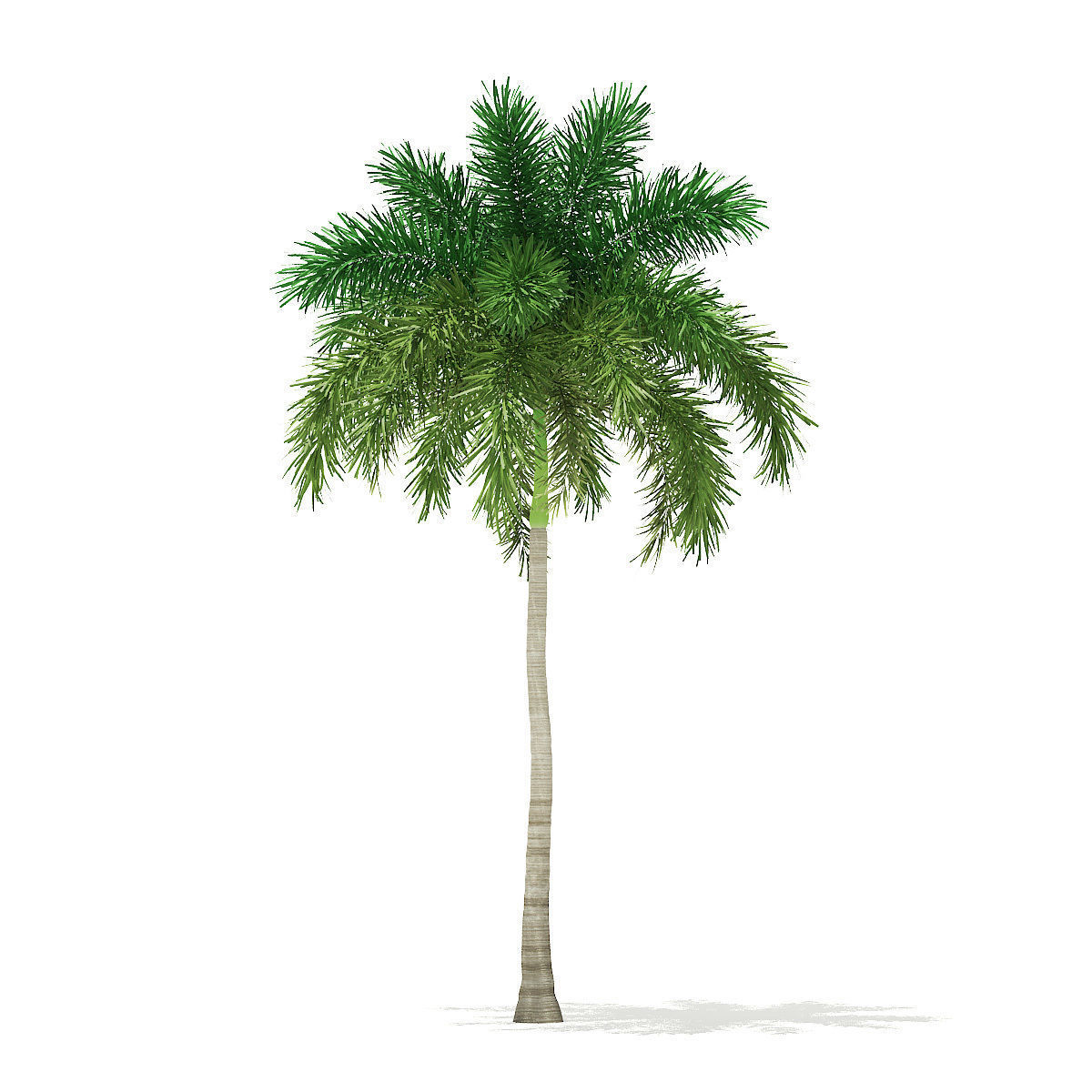 Foxtail Palm Tree 3D Model 10m 3D model_2