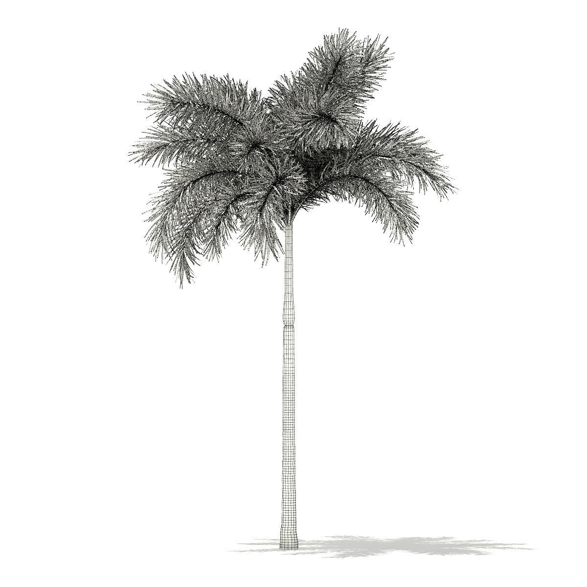 Foxtail Palm Tree 3D Model 7m 3D model_1