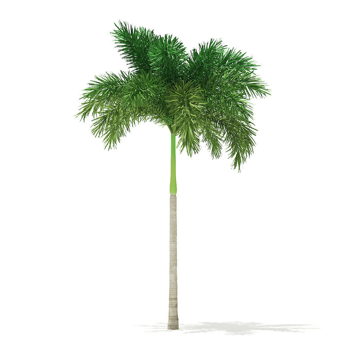 Foxtail Palm Tree 3D Model 7m 3D model_2