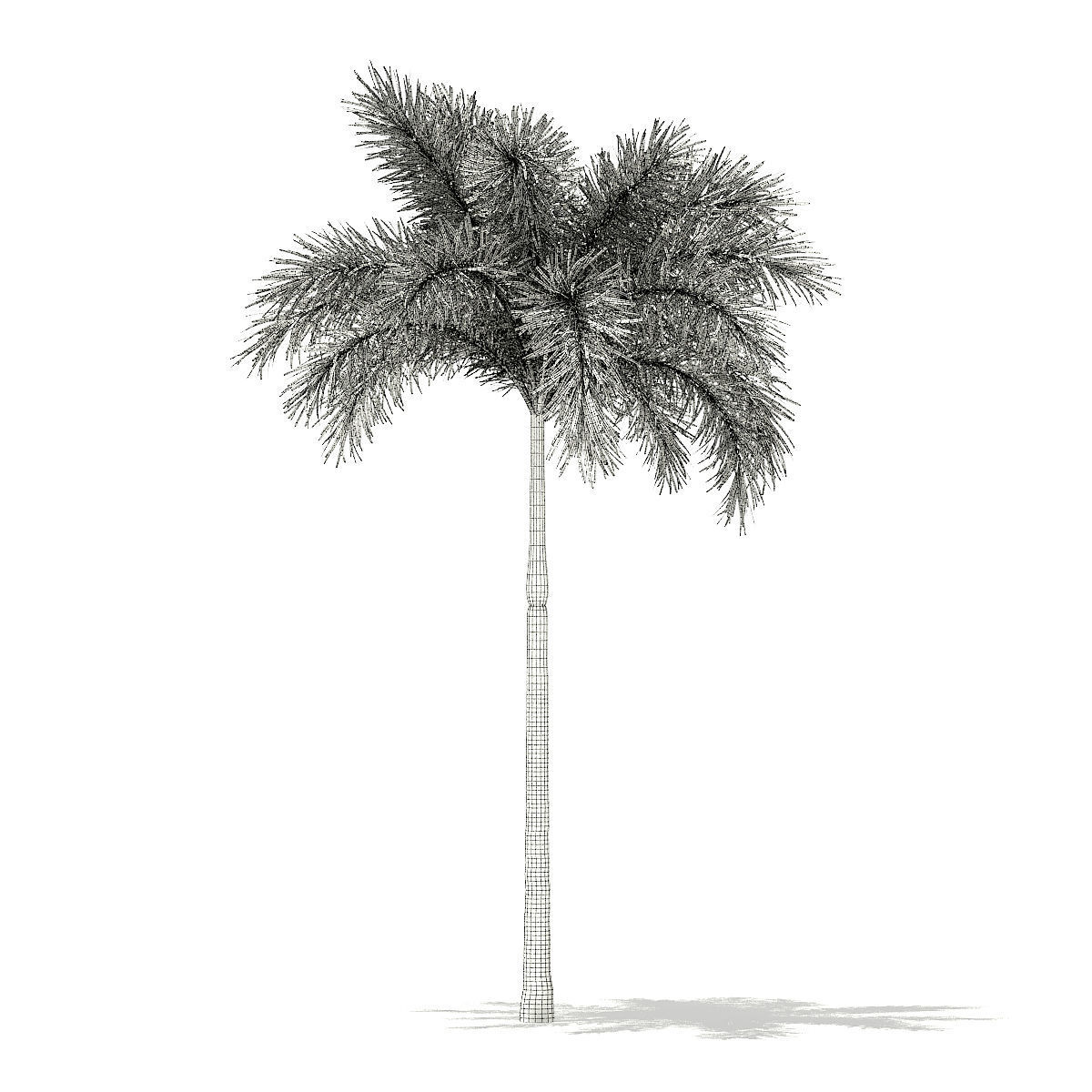 Foxtail Palm Tree 3D Model 7m 3D model_5
