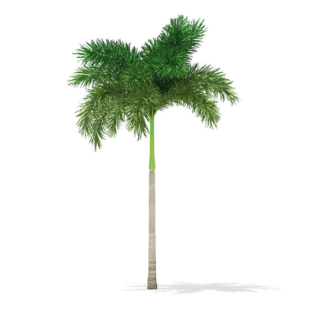 Foxtail Palm Tree 3D Model 7m 3D model_6