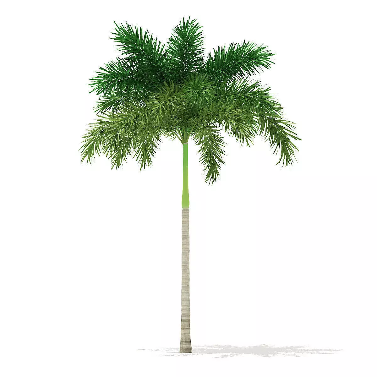Foxtail Palm Tree 3D Model 7m 3D model_0
