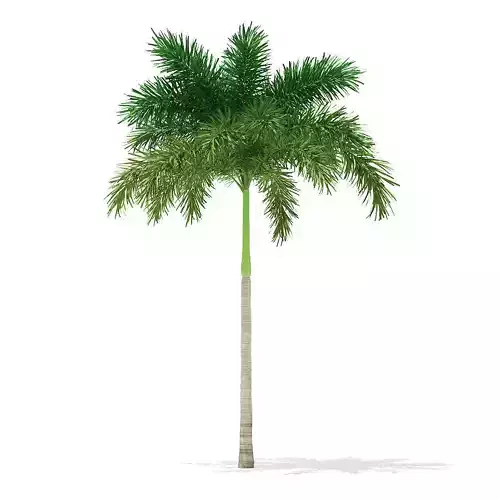 Foxtail Palm Tree 3D Model 7m