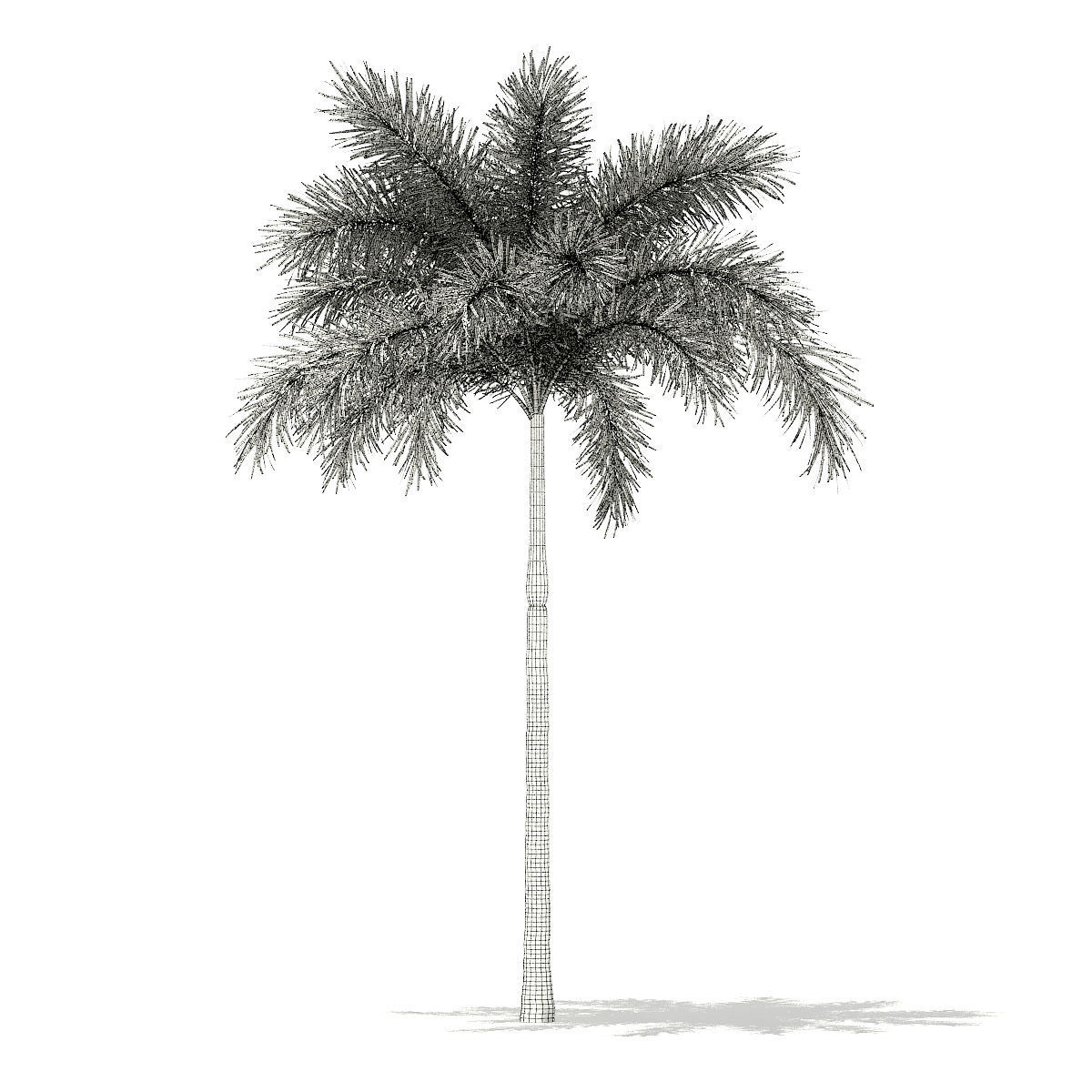 Foxtail Palm Tree 3D Model 7m 3D model_3