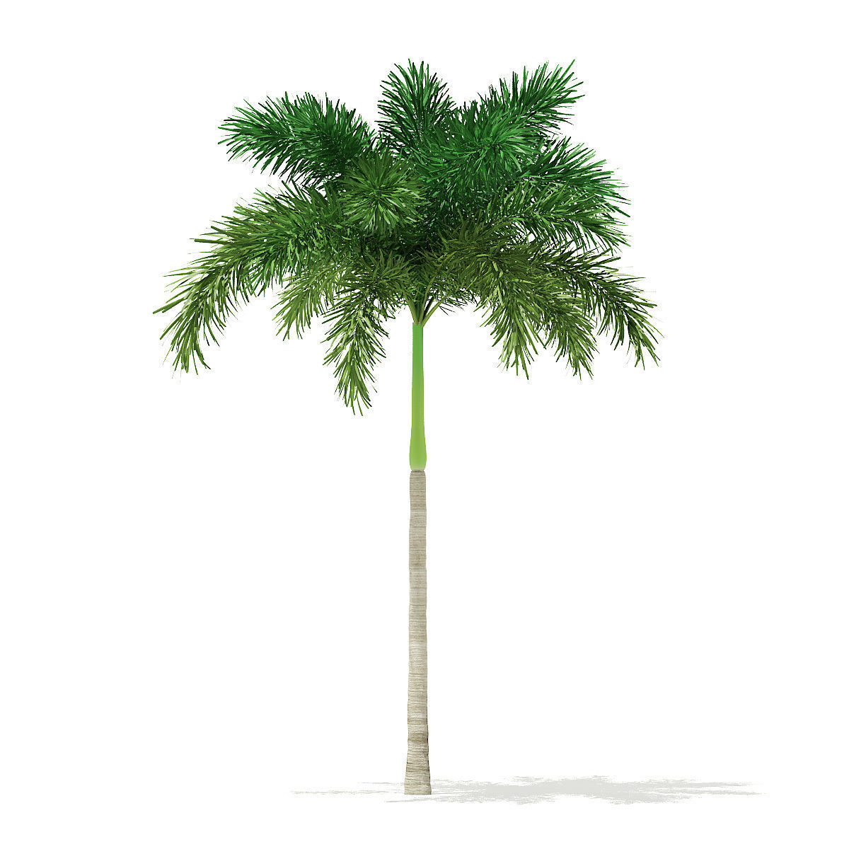 Foxtail Palm Tree 3D Model 7m 3D model_4