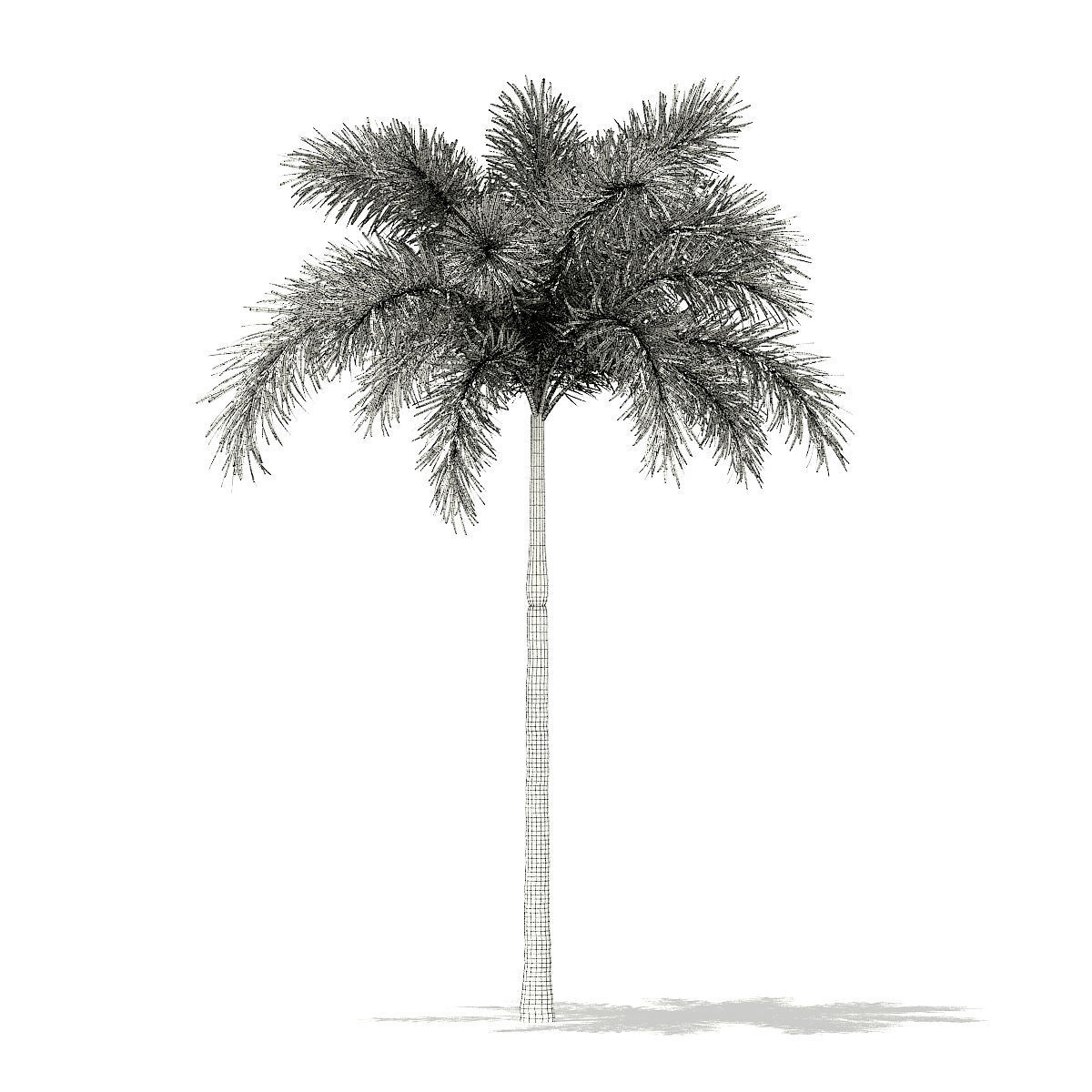 Foxtail Palm Tree 3D Model 7m 3D model_7