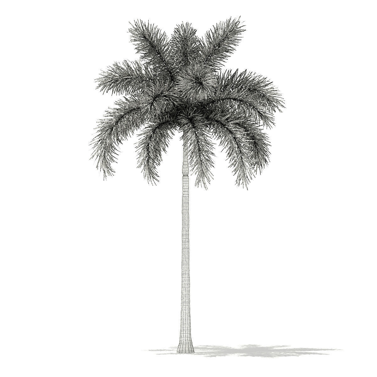 Foxtail Palm Tree 3D Model 8m 3D model_1
