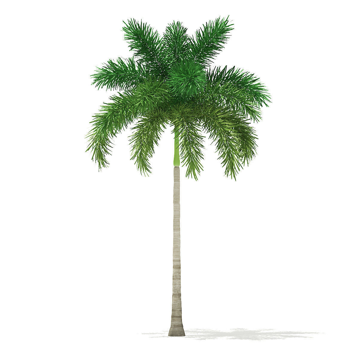 Foxtail Palm Tree 3D Model 8m 3D model_6