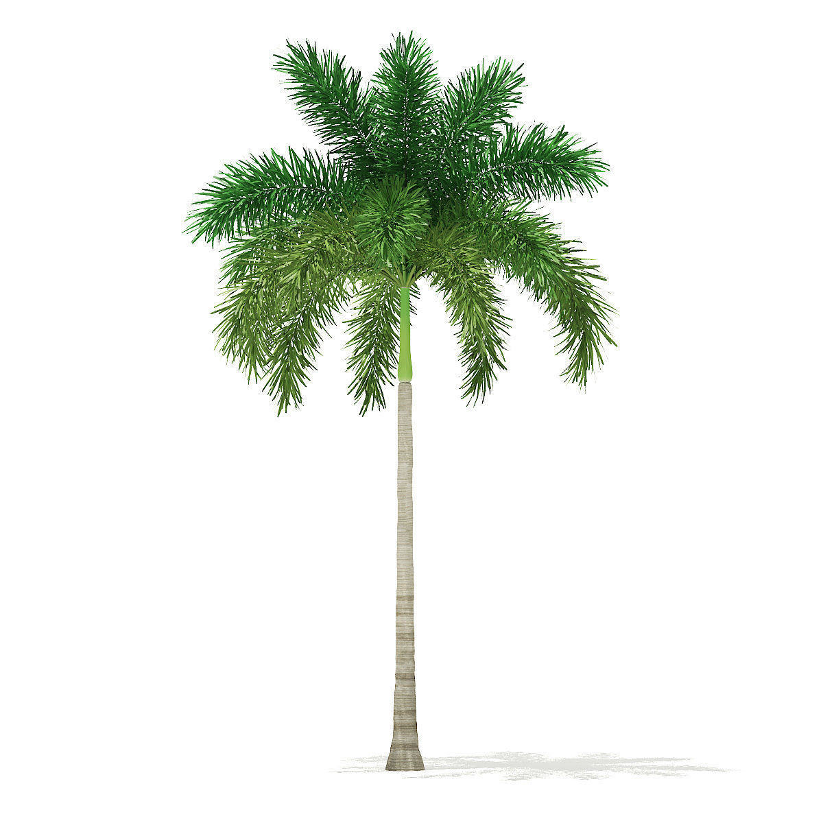 Foxtail Palm Tree 3D Model 8m 3D model_2