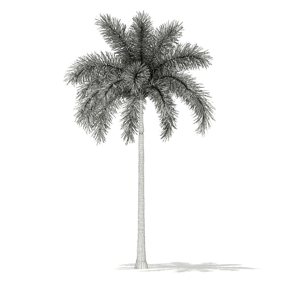 Foxtail Palm Tree 3D Model 8m 3D model_5