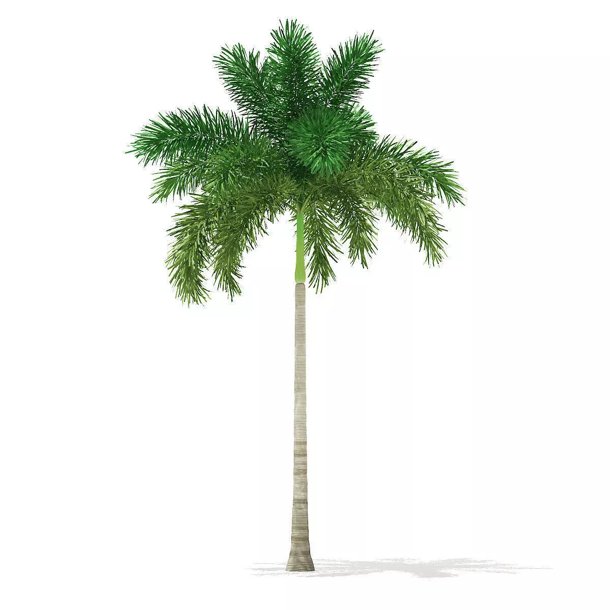 Foxtail Palm Tree 3D Model 8m 3D model_0