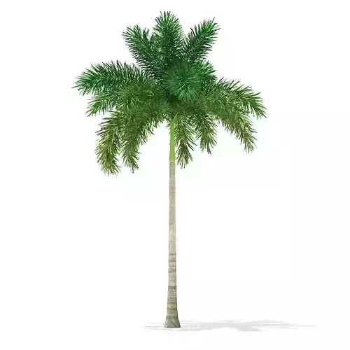 Foxtail Palm Tree 3D Model 8m