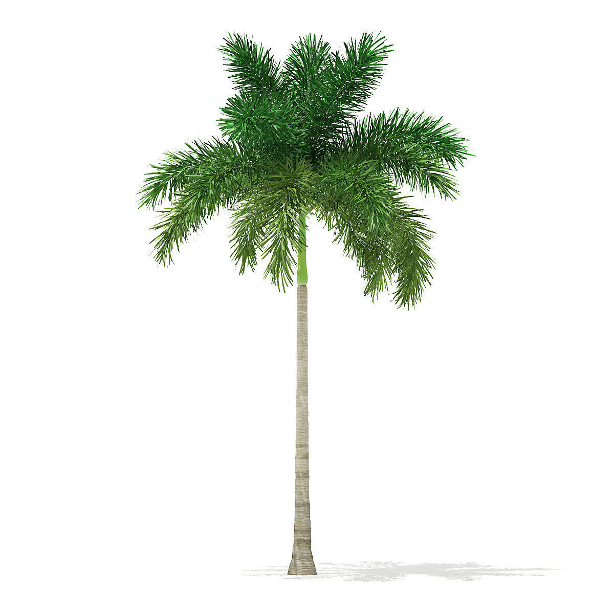 Foxtail Palm Tree 3D Model 8m 3D model_4