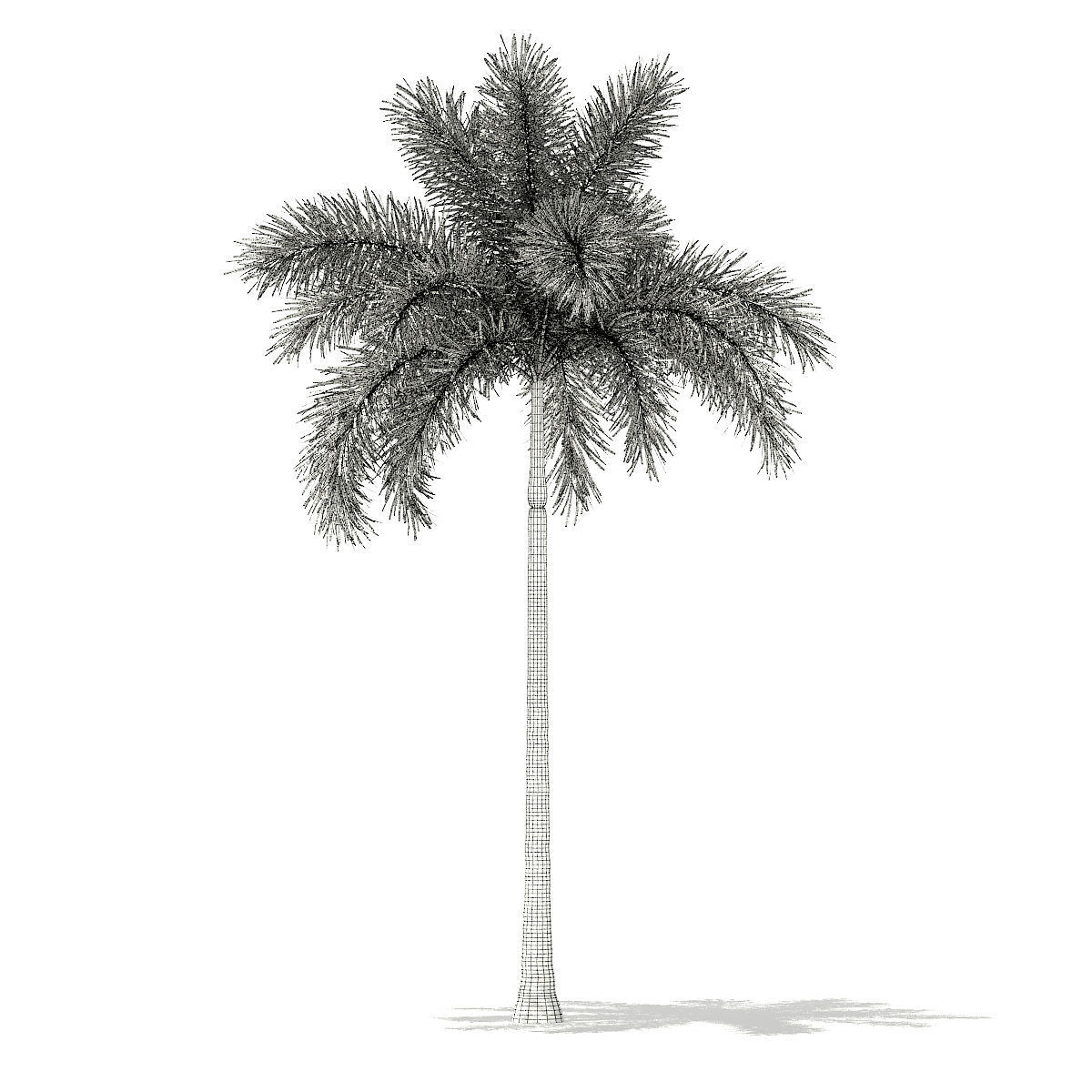 Foxtail Palm Tree 3D Model 8m 3D model_3