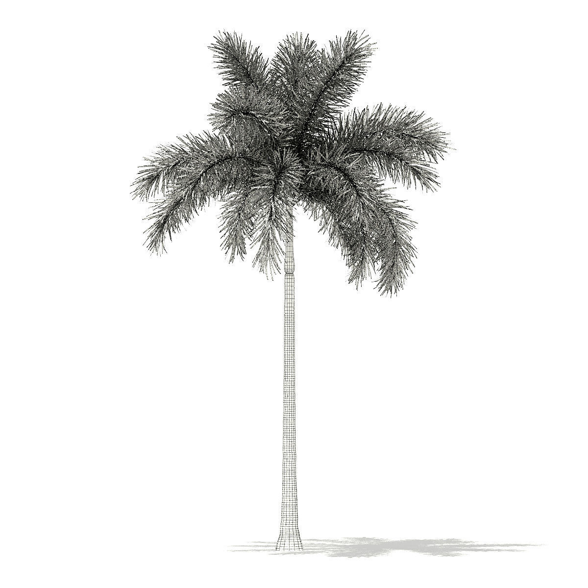 Foxtail Palm Tree 3D Model 8m 3D model_7