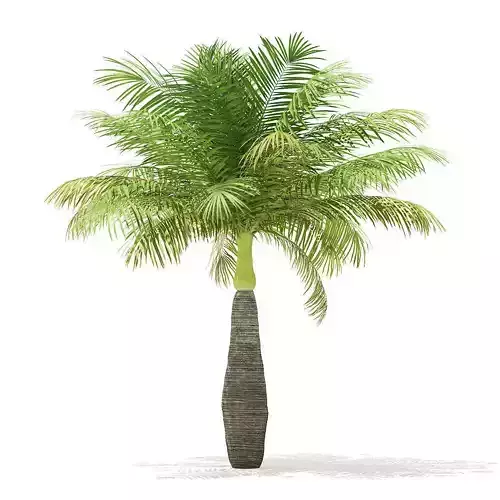 Bottle Palm Tree 3D Model 4m