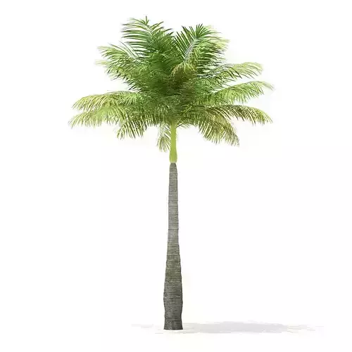 Bottle Palm Tree 3D Model 5m