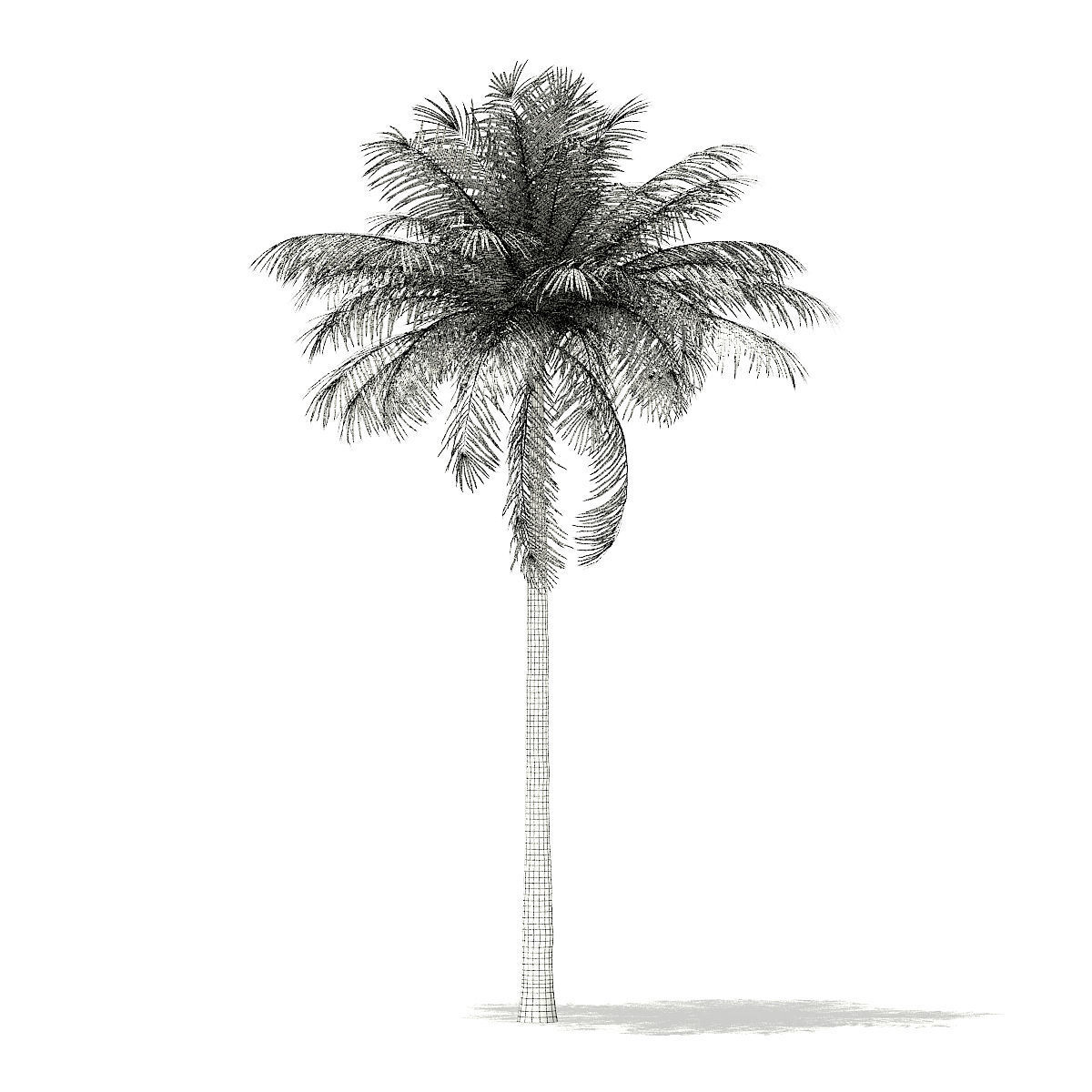 Bottle Palm Tree 3D Model 7m 3D model_5