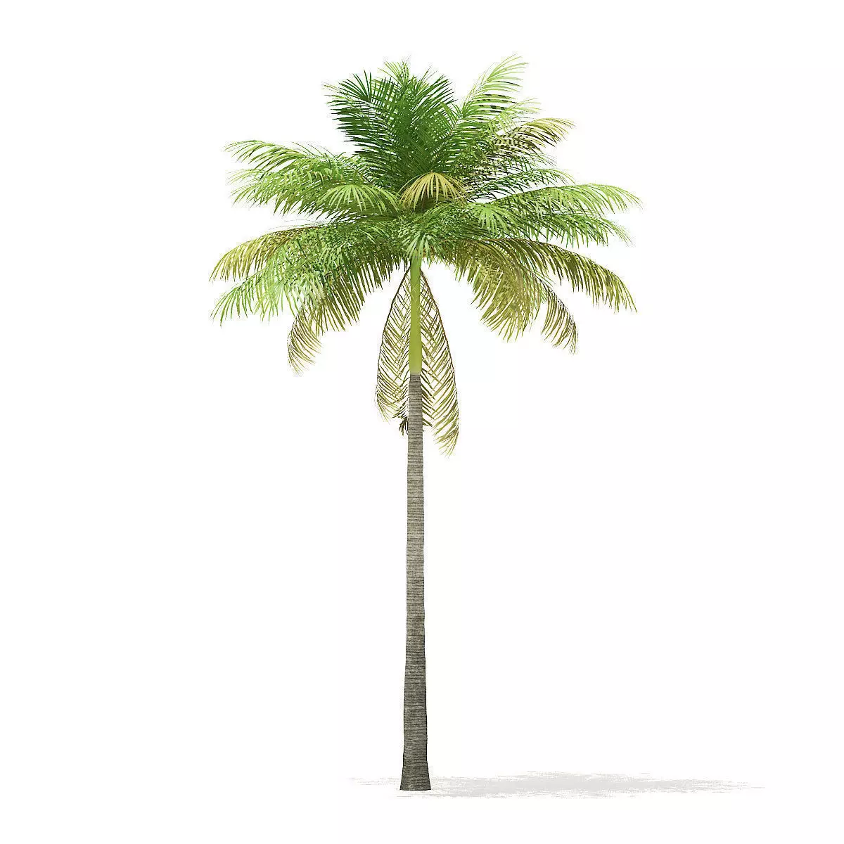 Bottle Palm Tree 3D Model 7m 3D model_0