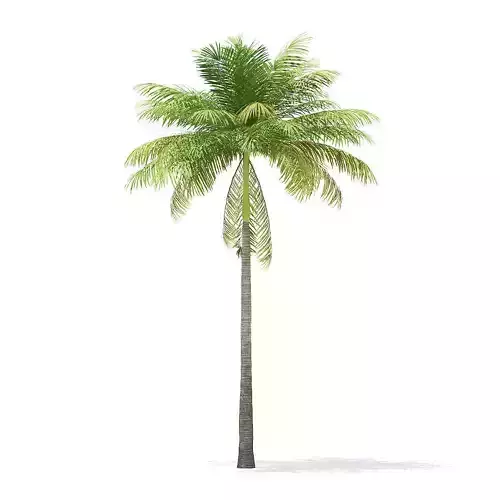 Bottle Palm Tree 3D Model 7m