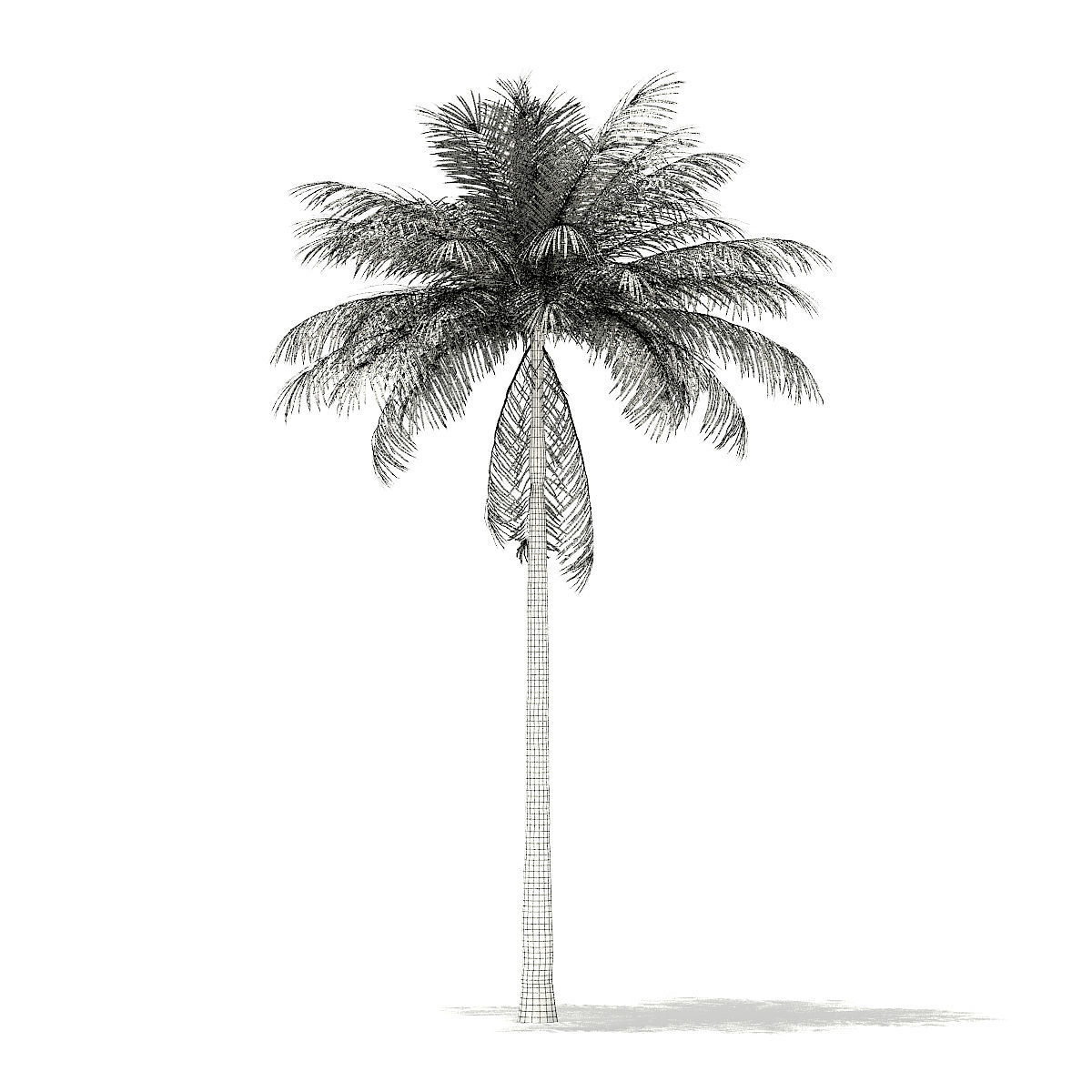 Bottle Palm Tree 3D Model 7m 3D model_3