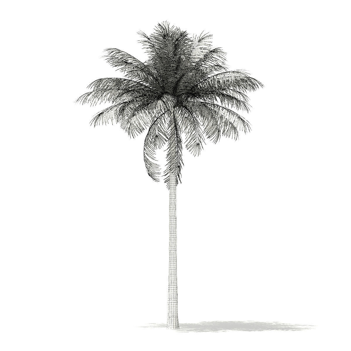 Bottle Palm Tree 3D Model 7m 3D model_1