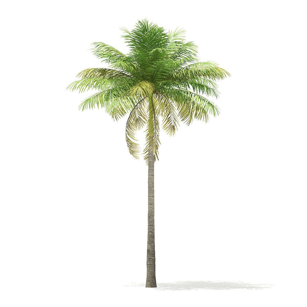 Bottle Palm Tree 3D Model 7m 3D model_6