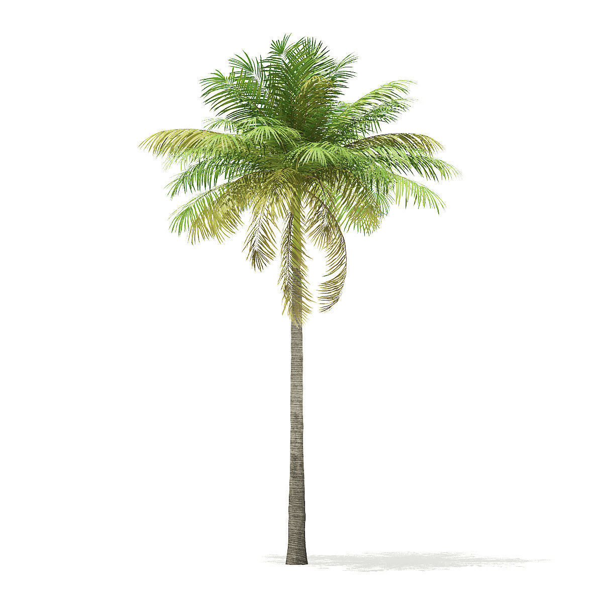 Bottle Palm Tree 3D Model 7m 3D model_2