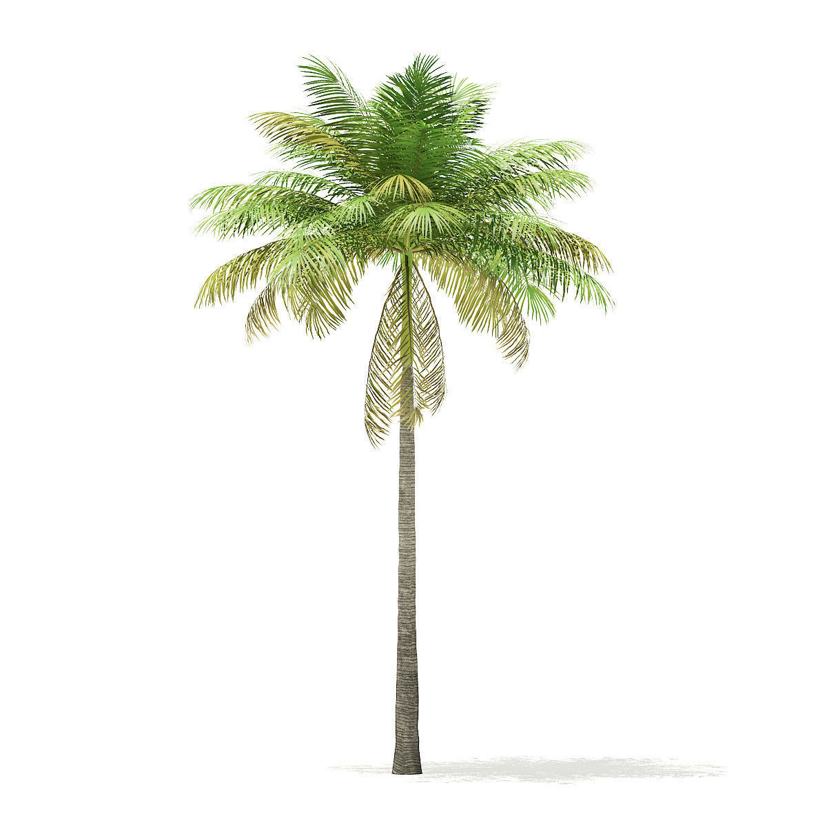 Bottle Palm Tree 3D Model 7m 3D model_4