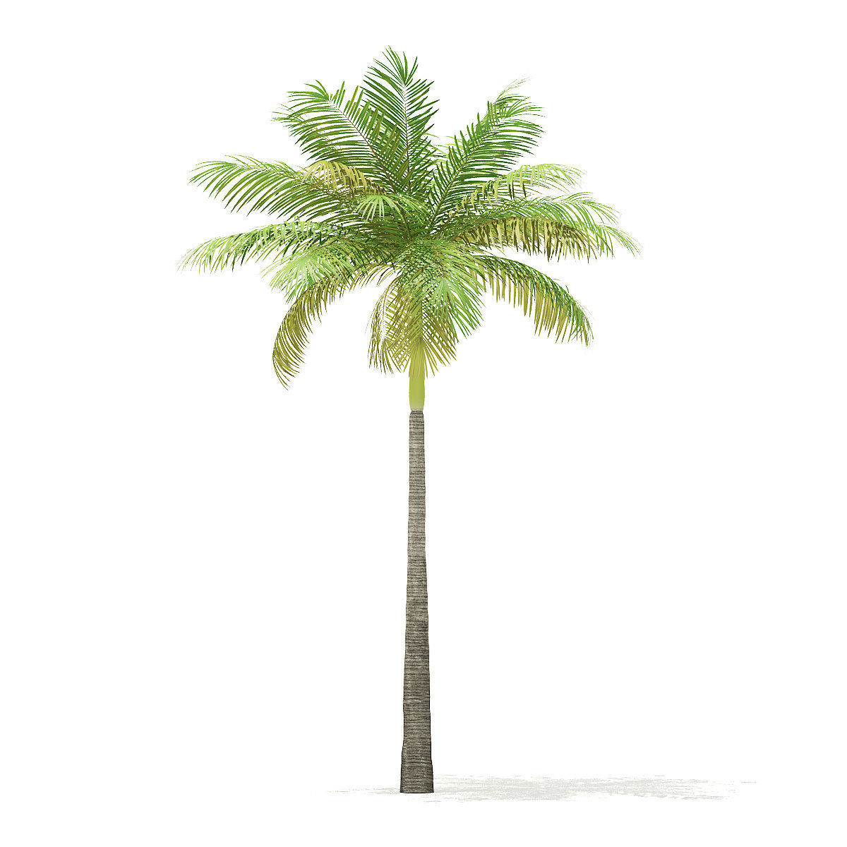 Bottle Palm Tree 3D Model 6m 3D model_2