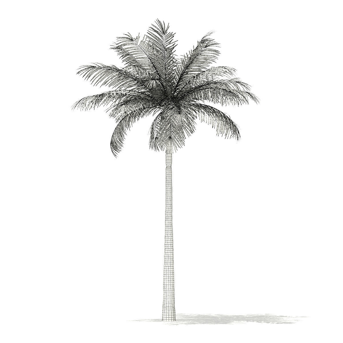 Bottle Palm Tree 3D Model 6m 3D model_5