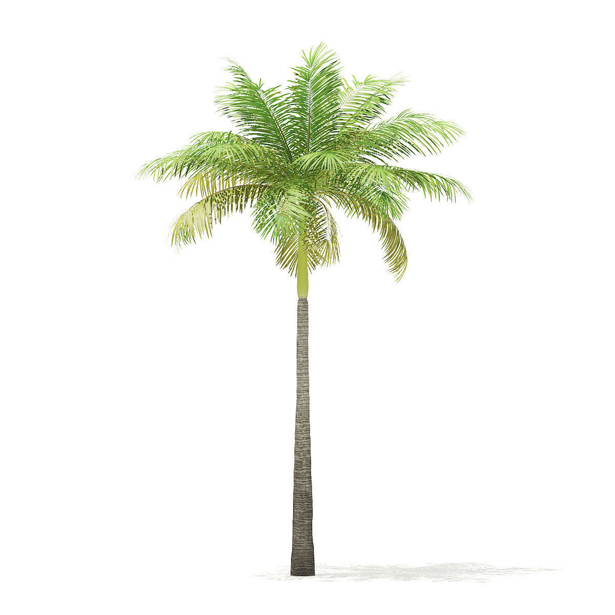 Bottle Palm Tree 3D Model 6m 3D model_6